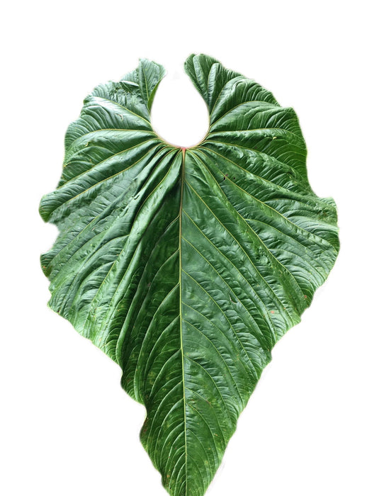 Anthurium cupulispathum (seedling)