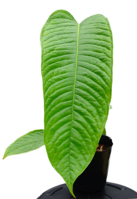 Anthurium cuspidatum Amazonas
