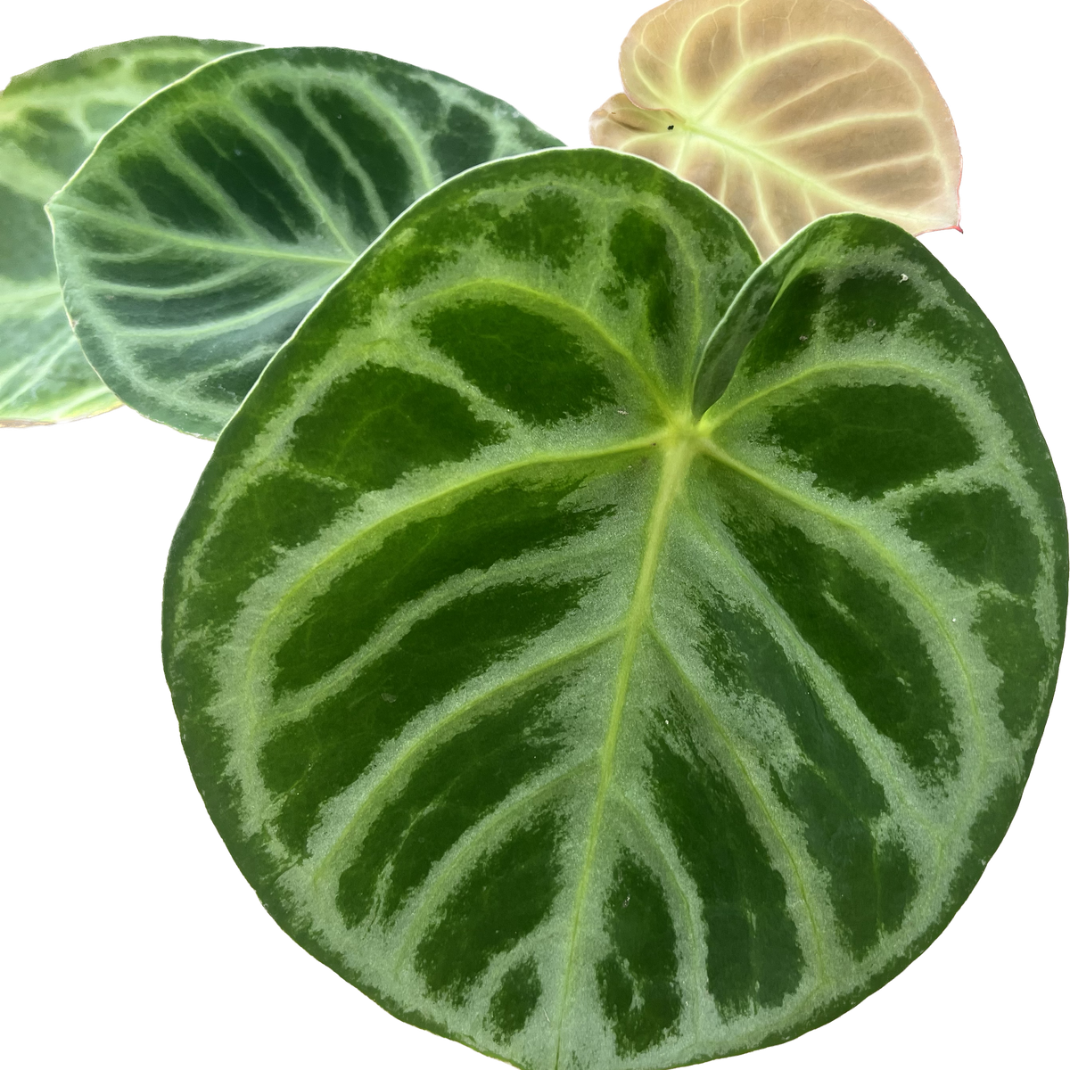 Anthurium Dorayaki Silver