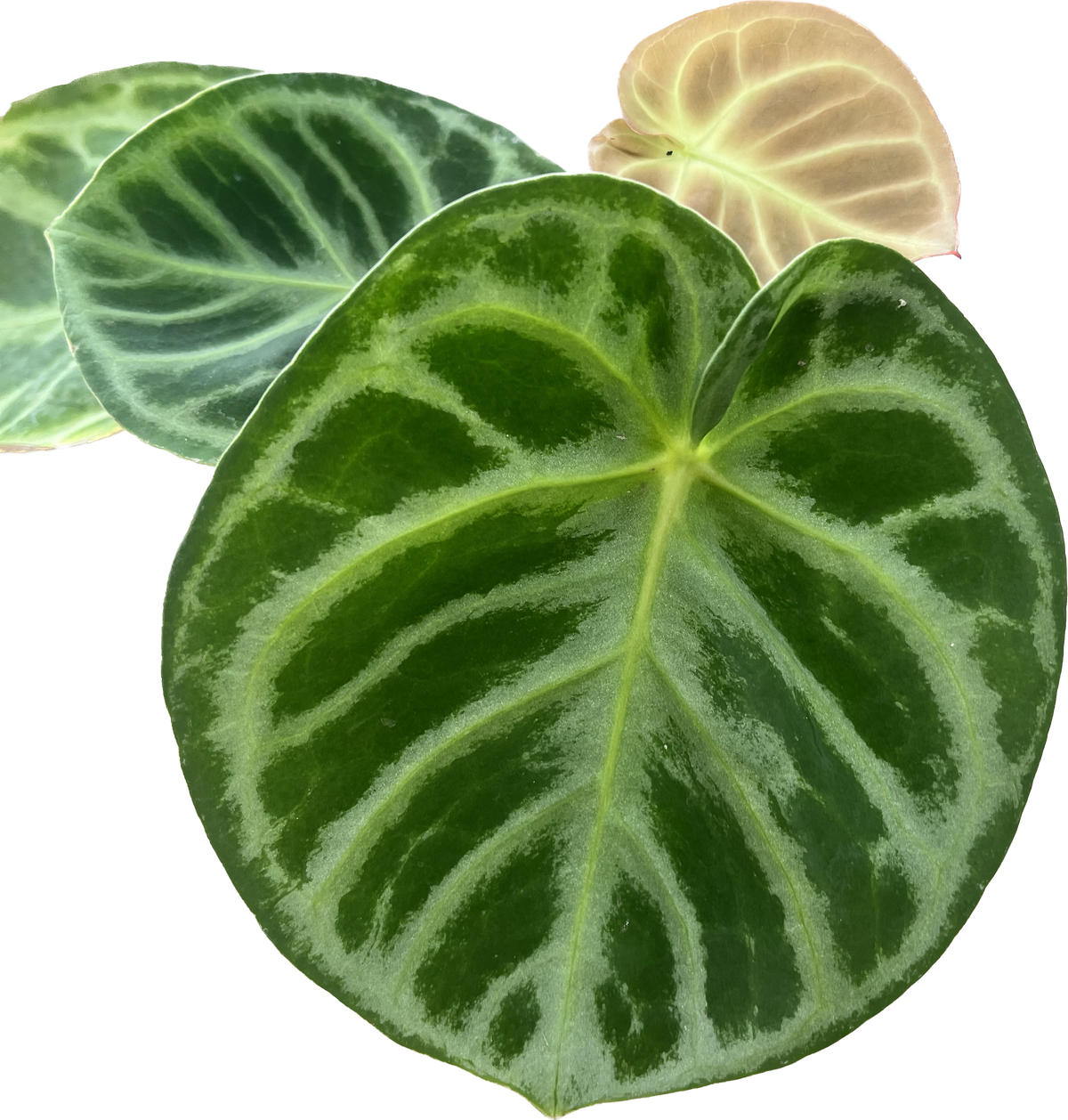 Anthurium Dorayaki Silver — Ecuagenera USA Corp