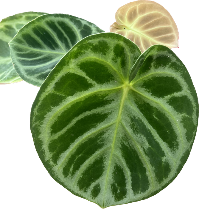 Anthurium Dorayaki Silver