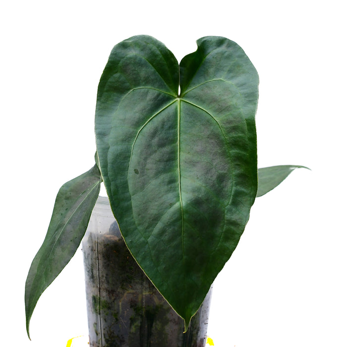 Anthurium Amazon beauty