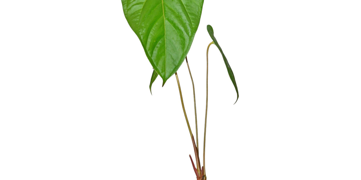 anthurium huixtlense Anthurium Huixtlense - Mexican Tropical Plant
