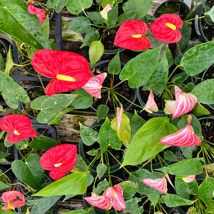 Anthurium Hybrid - Color Flower