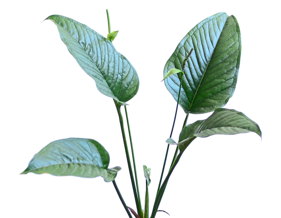 Anthurium lancea type
