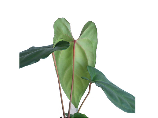 anthurium aff ecuadorense Anthurium nigrolaminum gigante x Anthurium besseae aff — Ecuagenera USA Corp