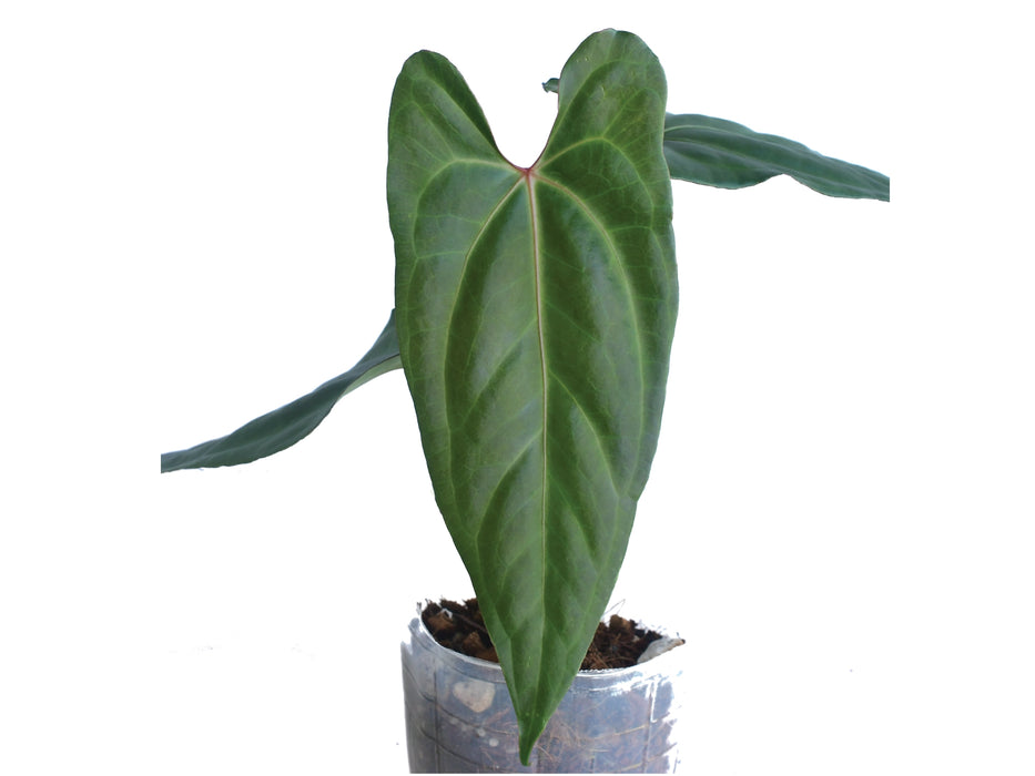 Anthurium nigrolaminum gigante x Anthurium besseae aff