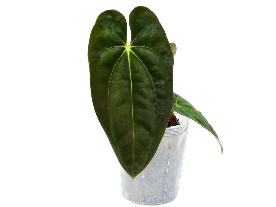 Anthurium papillilaminum