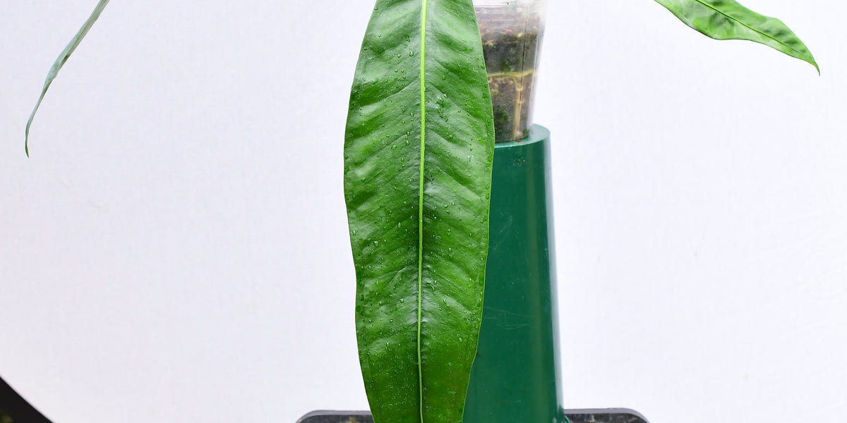 anthurium pendens for sale Anthurium pendens aff — Ecuagenera USA Corp