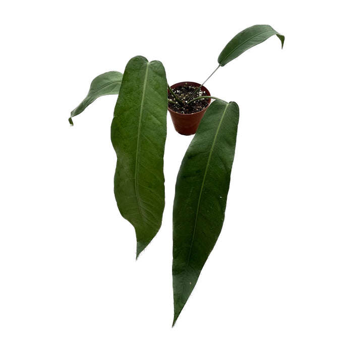 Anthurium pendulifolium 'Triunfo'