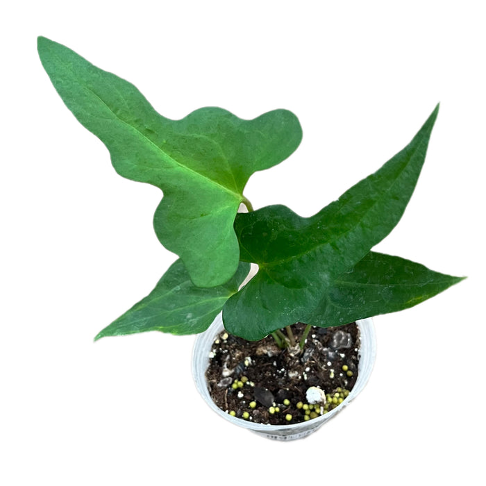 Anthurium podophyllum (seedling)