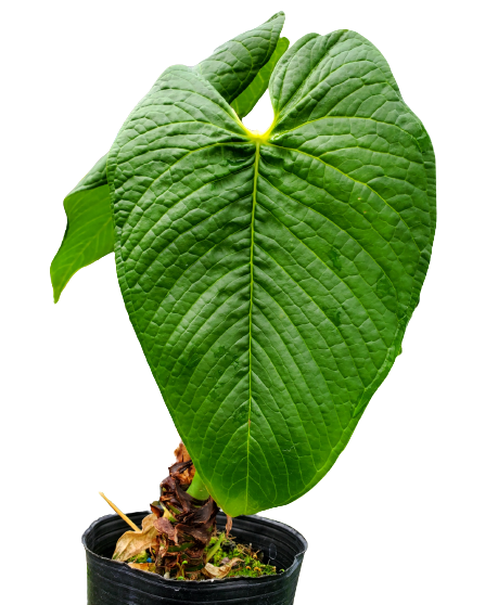 anthurium rugosum Anthurium rugulosum 'Chita'