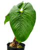 Anthurium rugulosum 'Chita'
