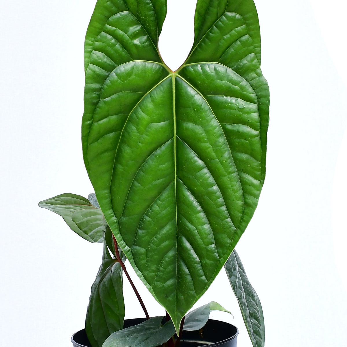 Anthurium Sparkling River — Ecuagenera USA Corp
