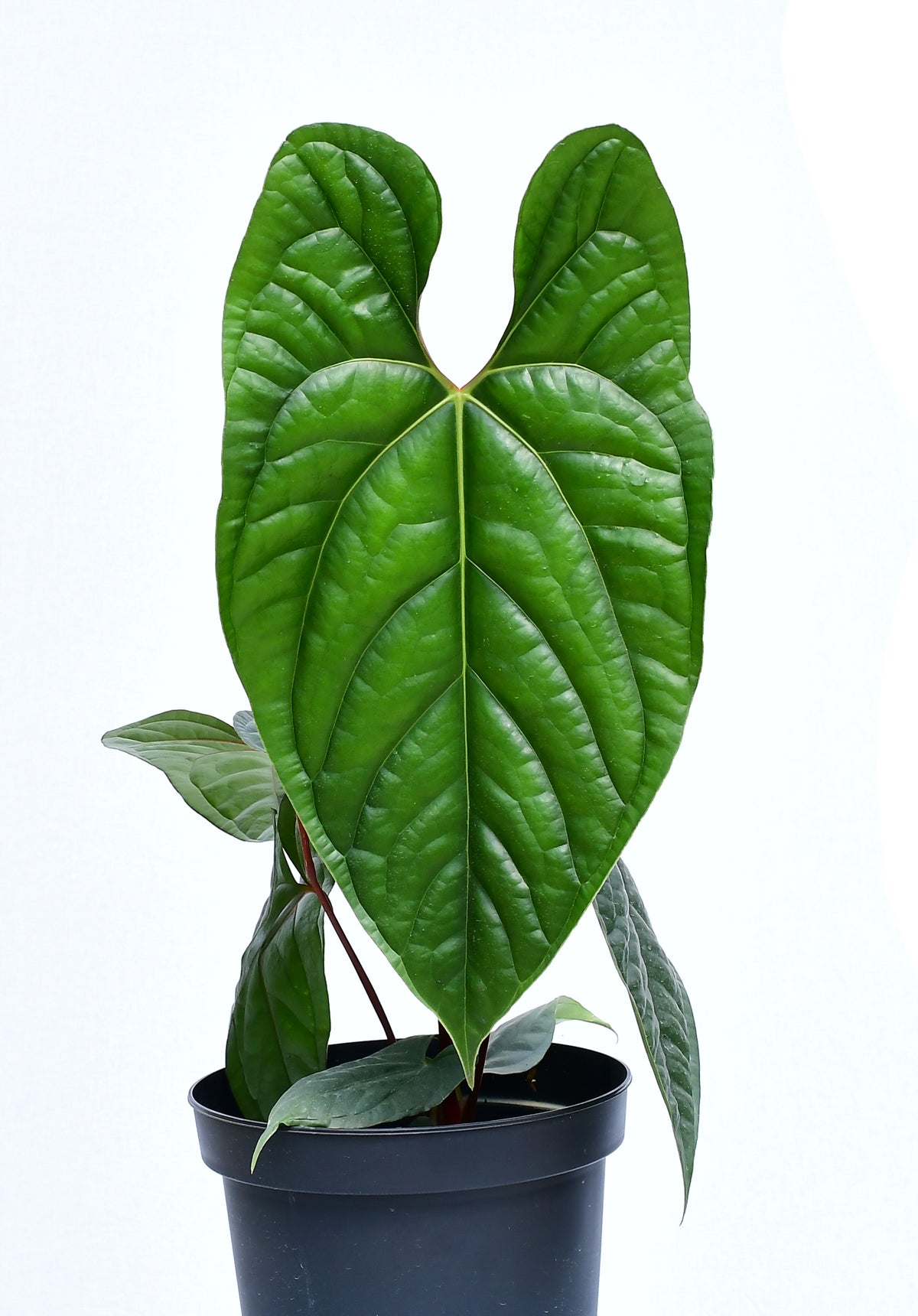 anthurium champagne Anthurium Sparkling River (seedling) — Ecuagenera USA Corp