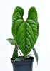 Anthurium Sparkling River (seedling)