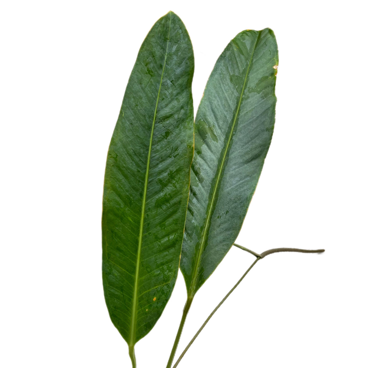 bonsai pflaumenbaum Prunus domestica main image 1