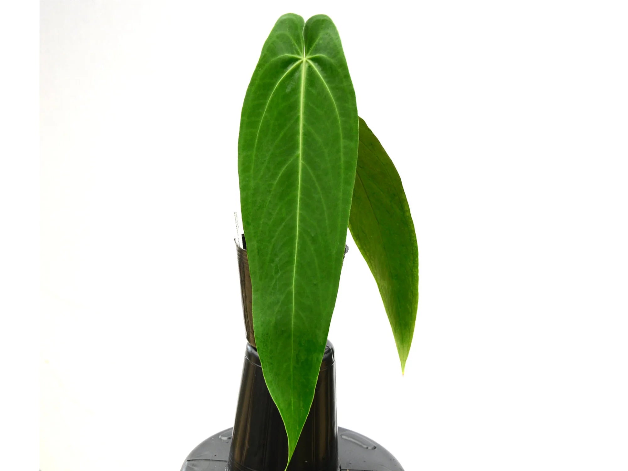 Anthurium warocqueanum 'Esmeralda' — Ecuagenera USA Corp Anthurium warocqueanum 'Esmeralda' — Ecuagenera USA Corp