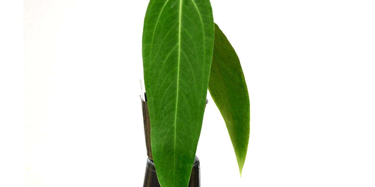 Anthuriumwarocqueanum_Esmerald