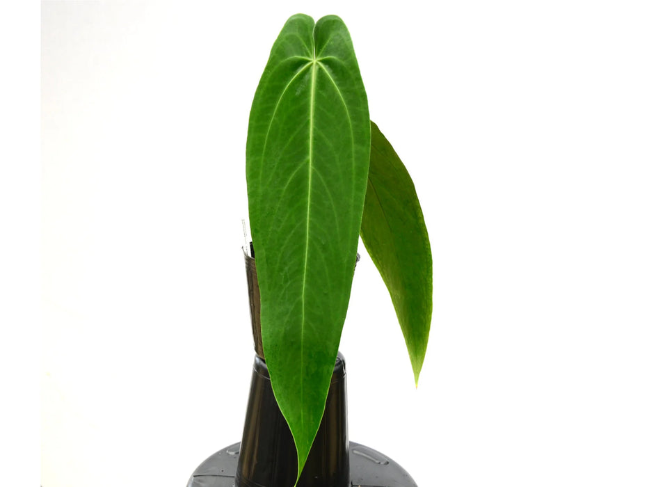 Anthurium warocqueanum 'Esmeralda'