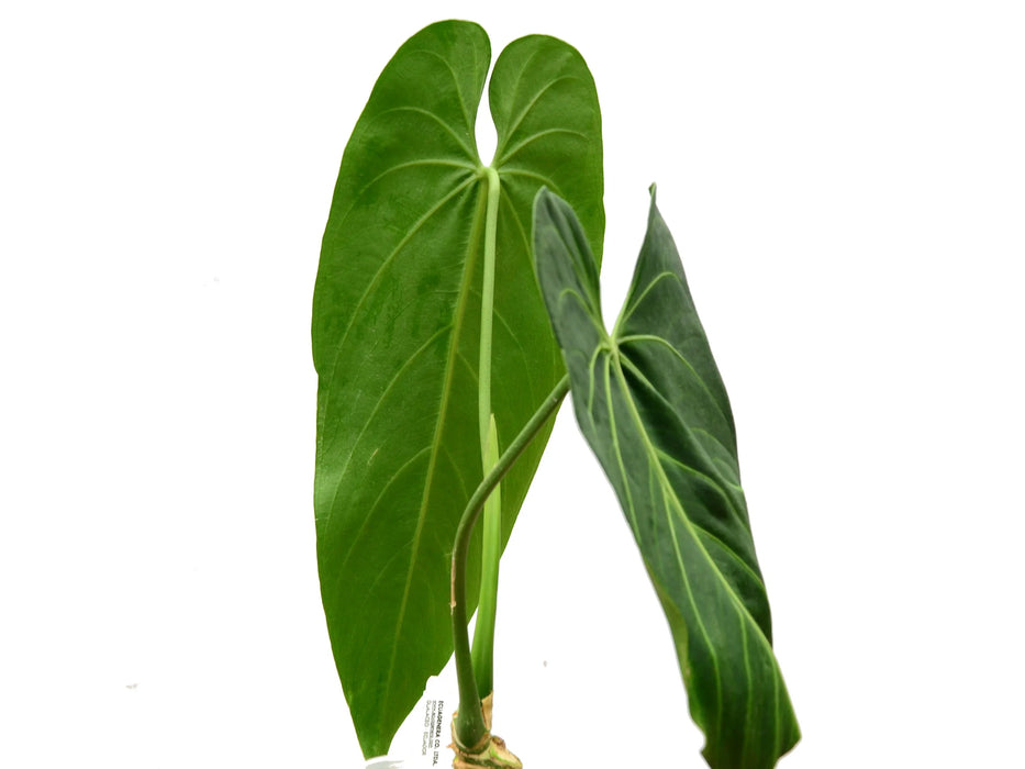 Anthurium warocqueanum 'Esmeralda' — Ecuagenera USA Corp Anthurium warocqueanum 'Esmeralda' — Ecuagenera USA Corp