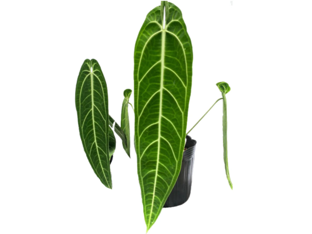anthurium queen narrow dark Anthurium warocqueanum (seedling) — Ecuagenera USA Corp