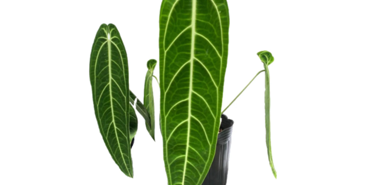 Anthurium warocqueanum (seedling) — Ecuagenera USA Corp