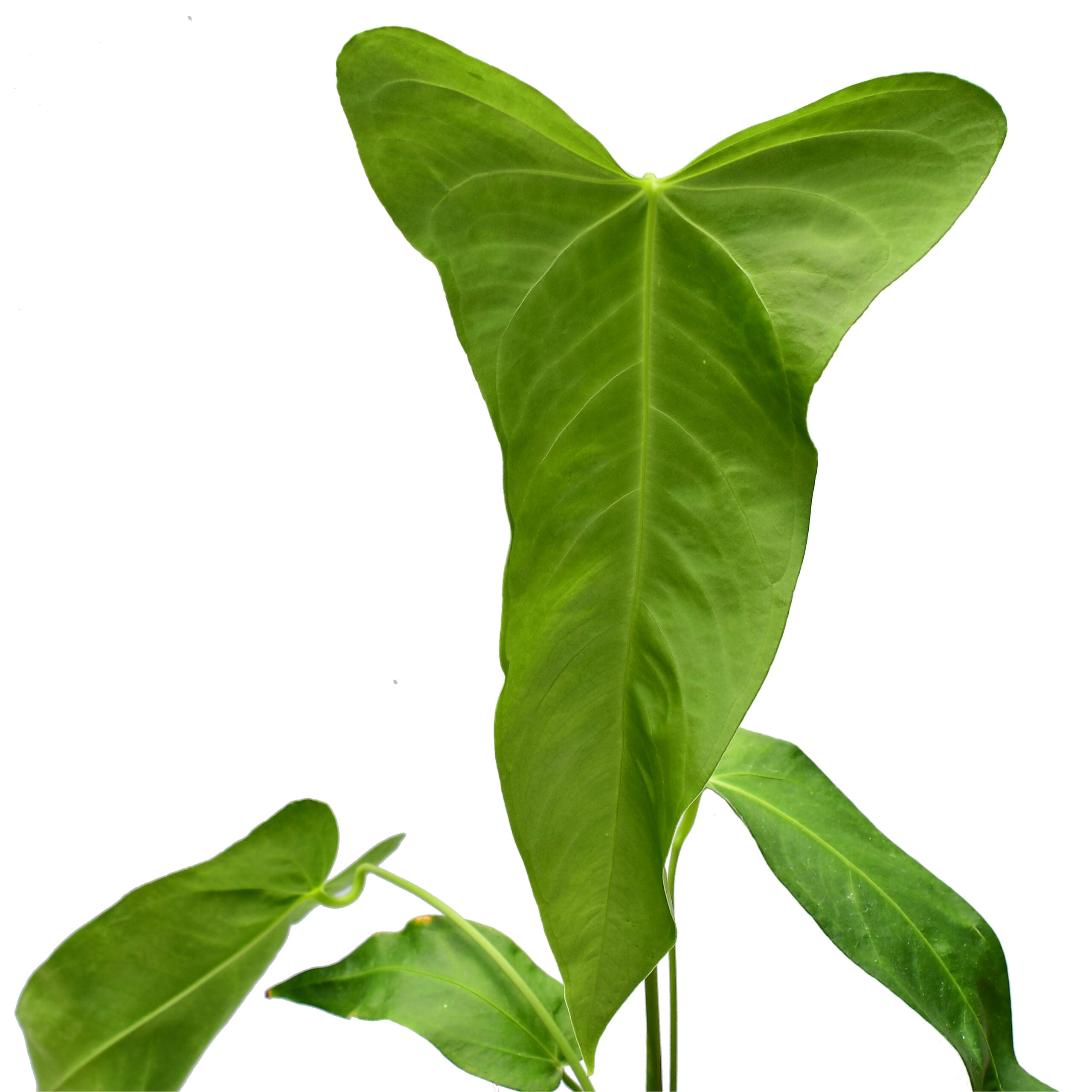Anthurium Yasuni Heart x Anthurium warocqueanum 'Fantasy