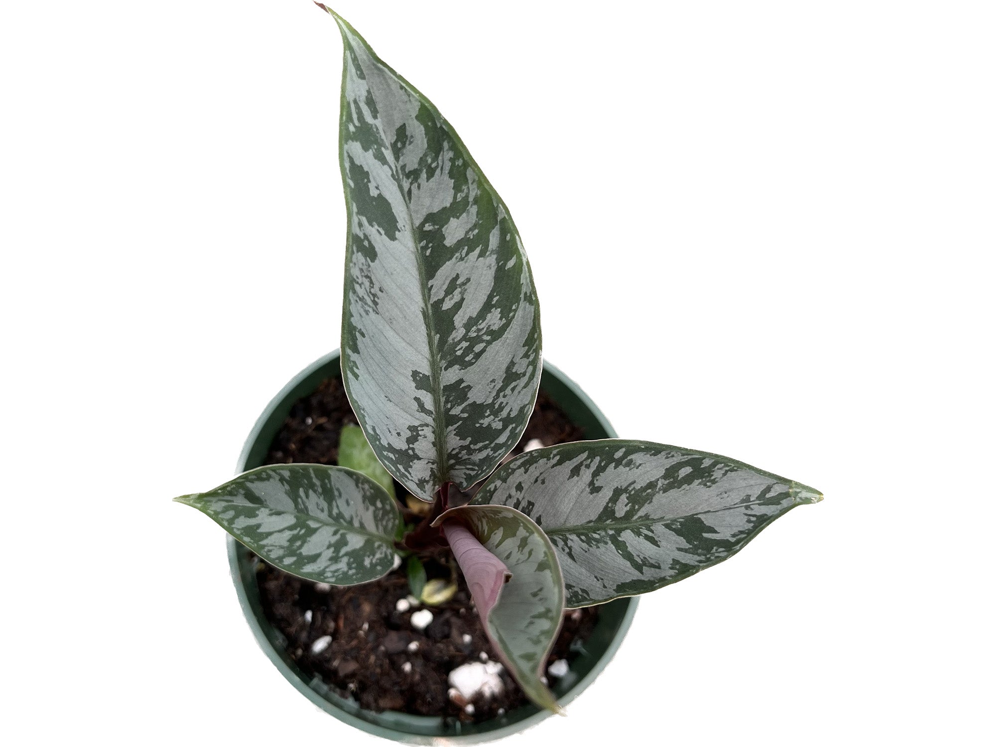 philodendron acuminatissimum Apoballis acuminatissima Lavallei - Velvety Tropical Aroid