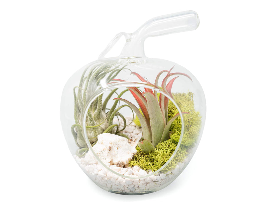 Apple Terrarium with Pebble Kit and Tillandsia Air Plants