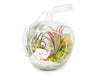 Apple Terrarium with Pebble Kit and Tillandsia Air Plants