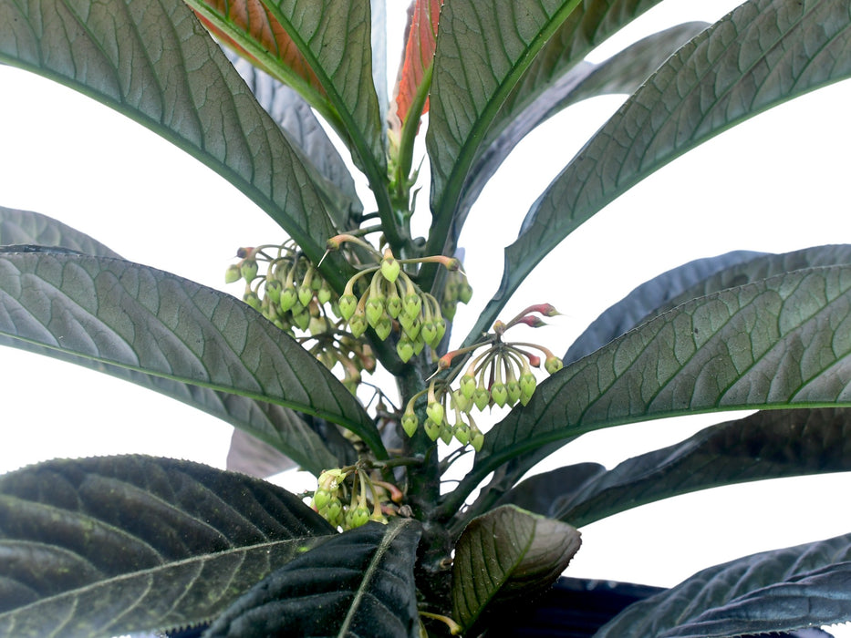 Ardisia Black Boat