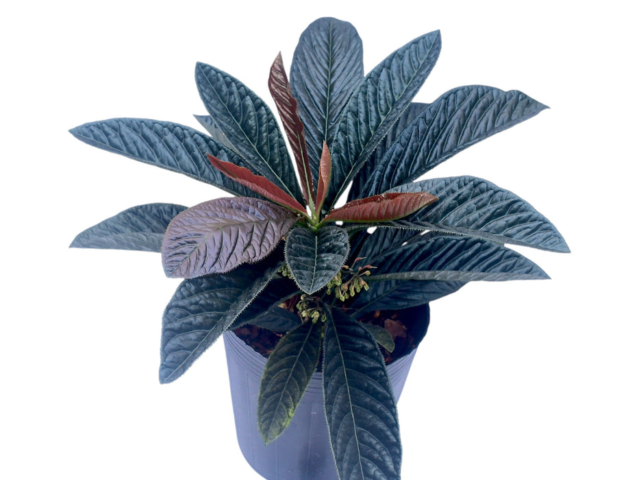 Ardisia Black Boat