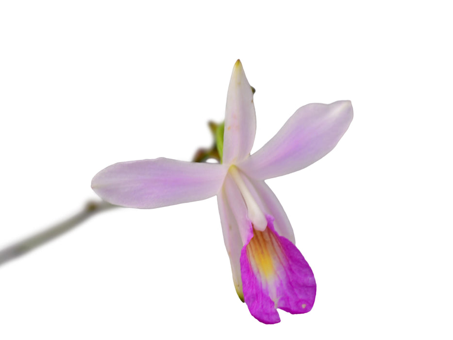 Arundina graminifolia pinki