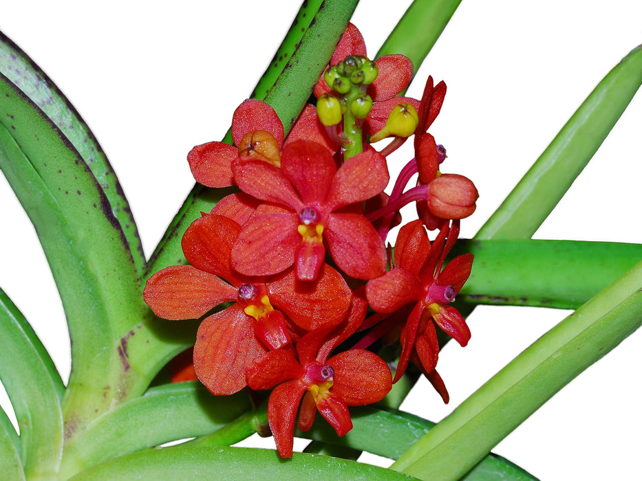 Ascocentrum curvifolium