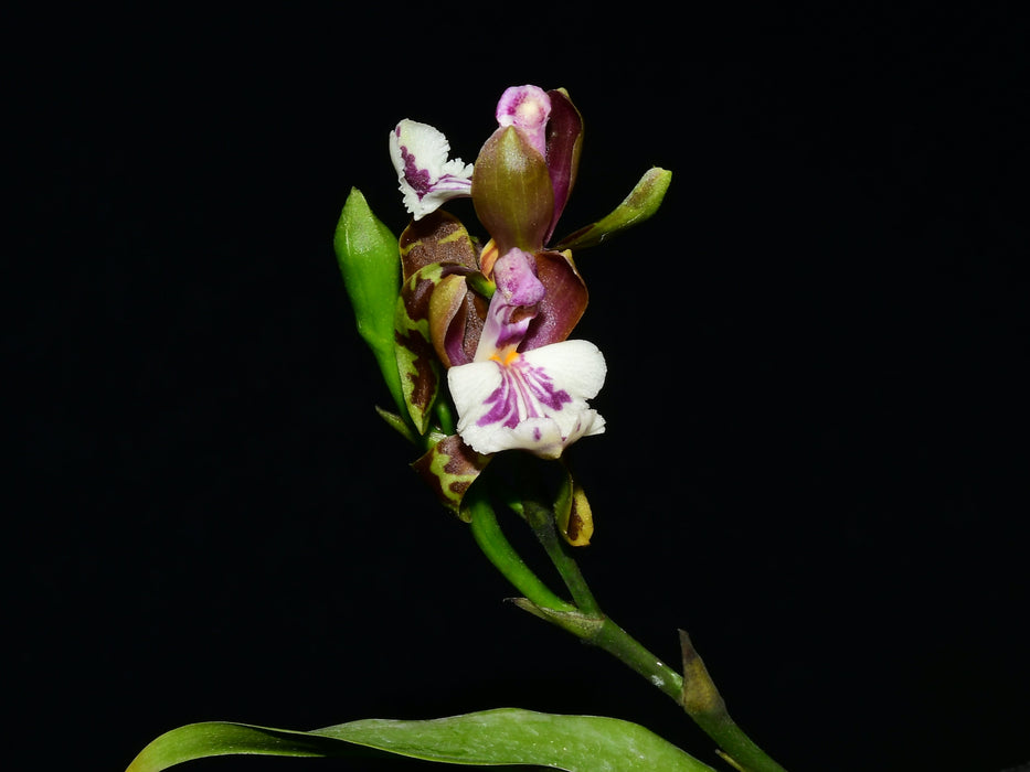 Aspasia epidendroides
