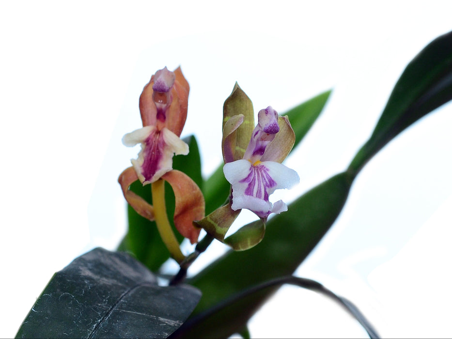 Aspasia epidendroides