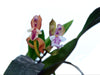Aspasia epidendroides