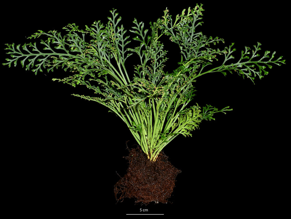 Asplenium theciferum