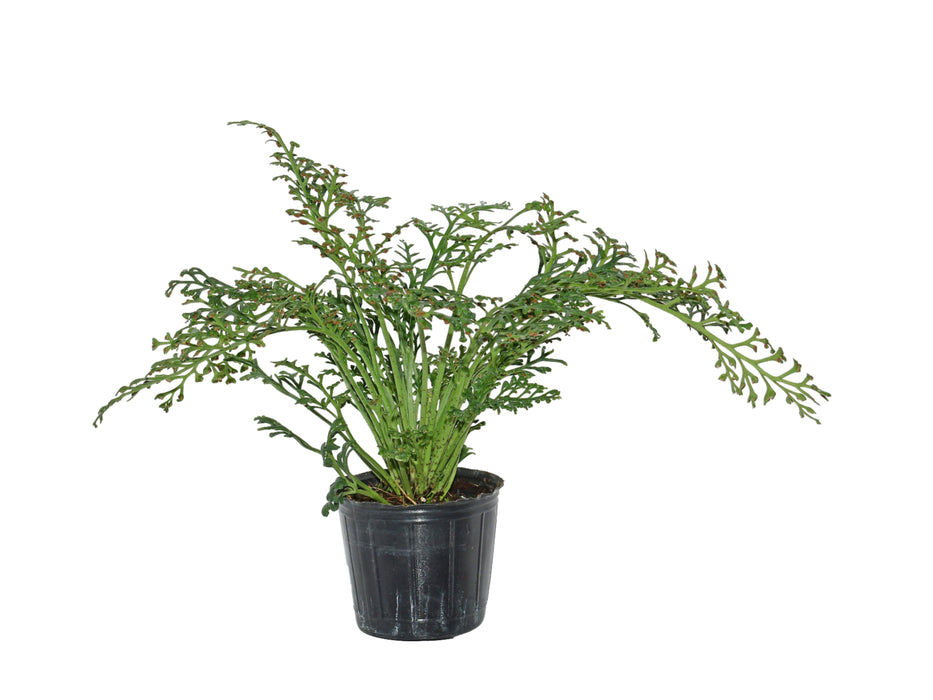 Asplenium theciferum