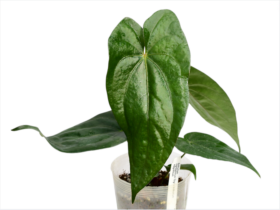 Anthurium Magnificent Gigi