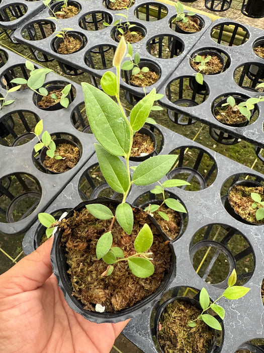 Ceratostema lanigerum (seedling)