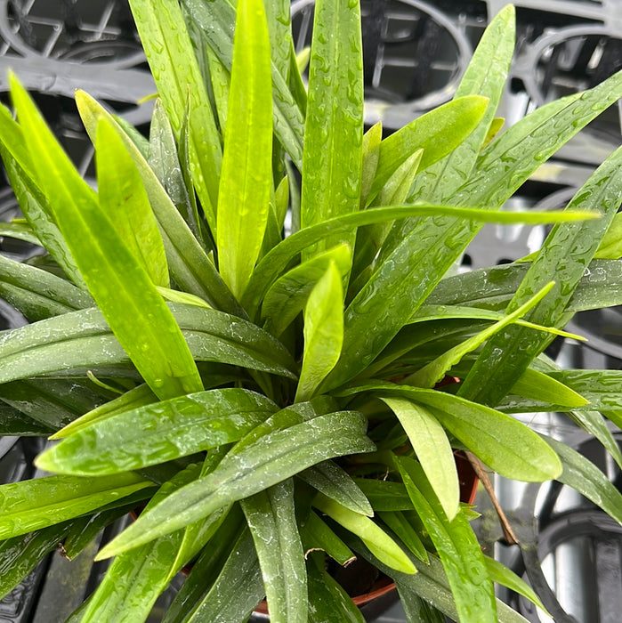 Maxillaria argyrophylla
