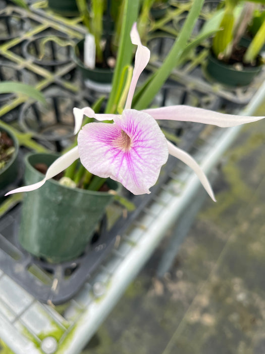 Brassocattleya Morning Glory 'Flamea'