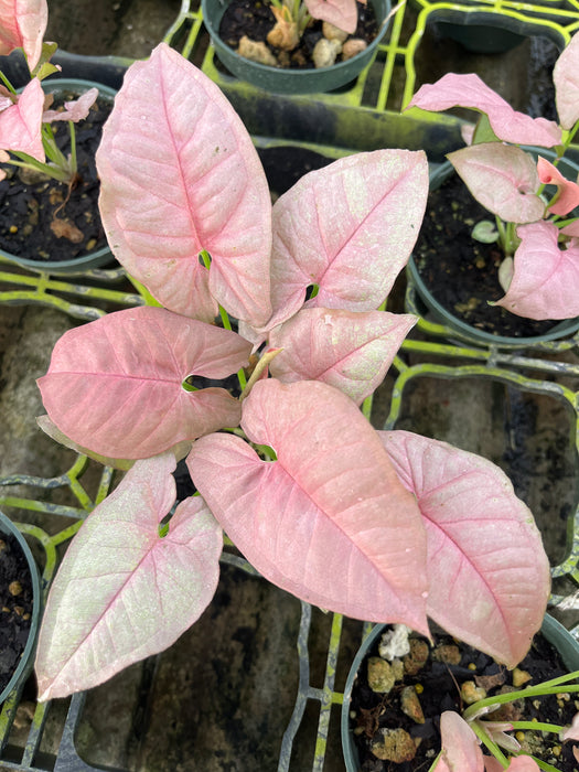 Syngonium podophyllum 'Neon'