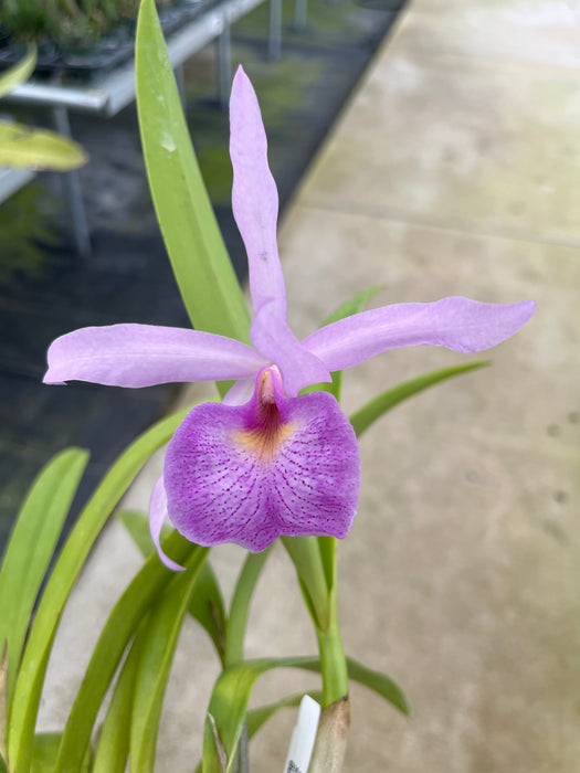 Phragmipedium Martina