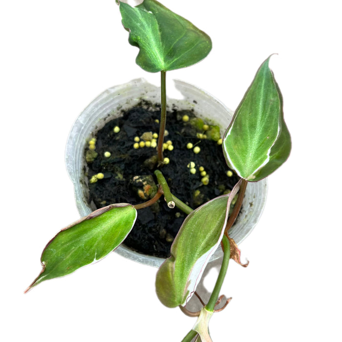 Philodendron micans variegated