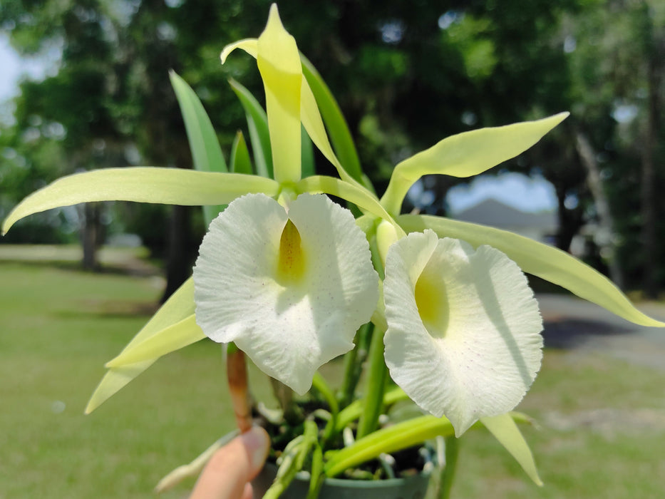 Brassocattleya Saint André - Fragrant Orchid Hybrid — Ecuagenera