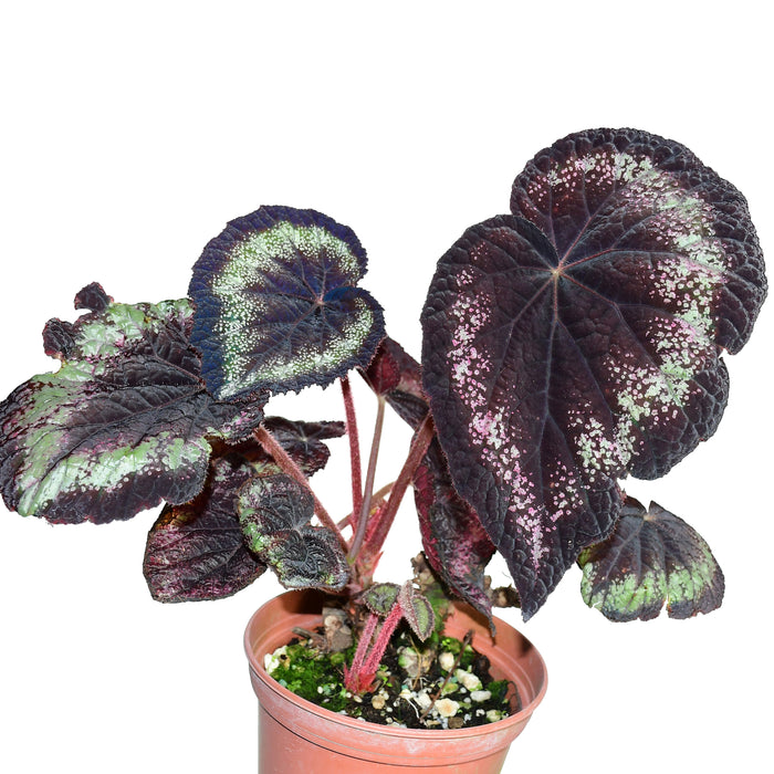 Begonia rex Helen lewis