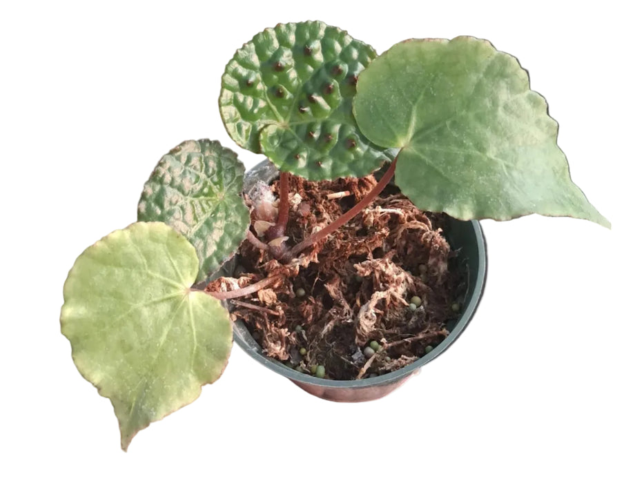 Begonia Ferox
